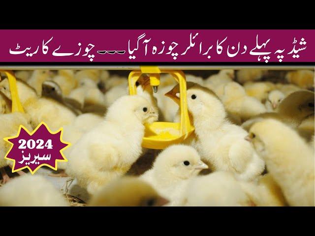 Broiler chicken farming for beginners | First day broiler chick rate | | Broiler | | Chicken |