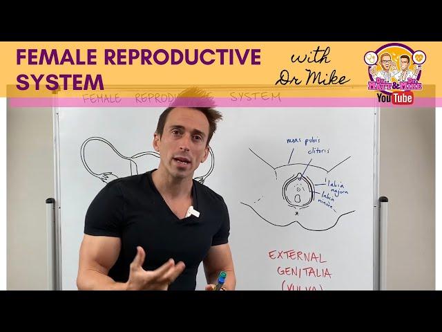 Female Reproductive System