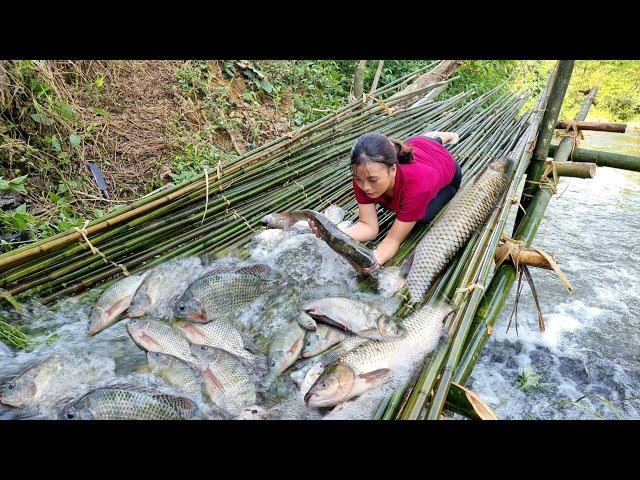 How to catch giant fish traditionally with bamboo on natural streams, to sell at the market