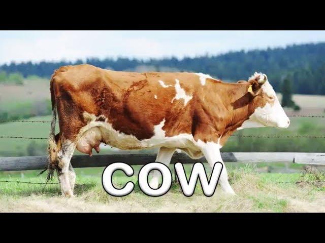 Fun Farm Animal Sounds | Learn About Animals for Children | Kids Learning Videos