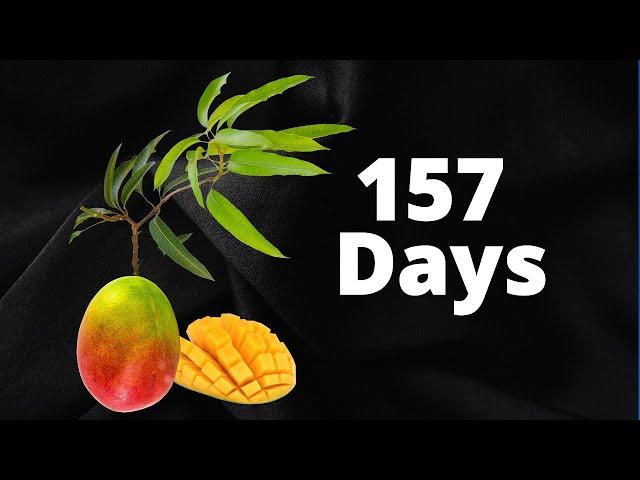 Growing a Mango Tree from Seed Time-Lapse