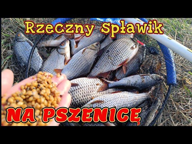 Fakty. "PLAGA" RYB OPANOWAŁA RZEKĘ! DRAPIEŻNIKI I BIAŁORYB. DZIŚ PŁOCIE BRAŁY NA PSZENICĘ