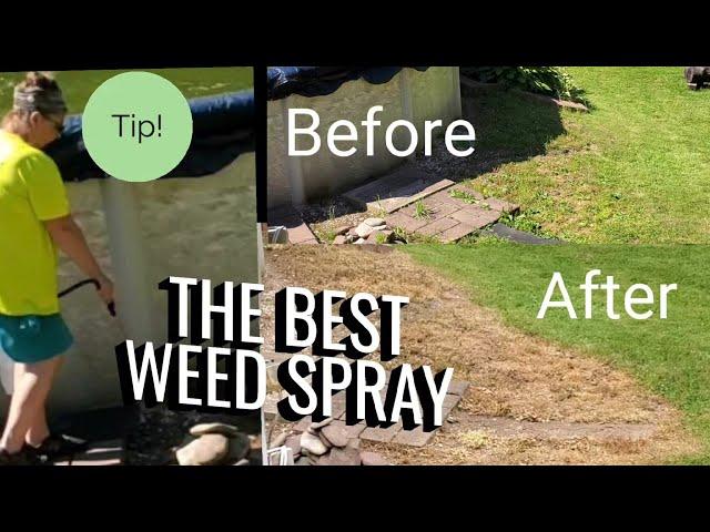 BEST Natural Weed Spray Recipe  QUICK in 24 Hours or Less