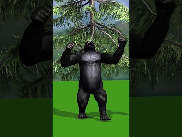 gorilla