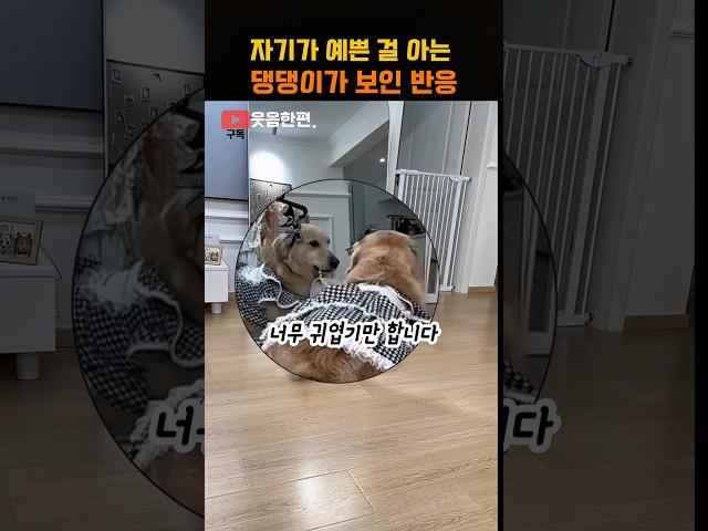 자기가 예쁜 걸 아는 댕댕이가 보인 반응
