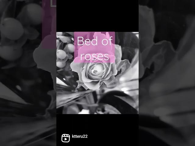 Bed of roses,Bon jovi,mono.version