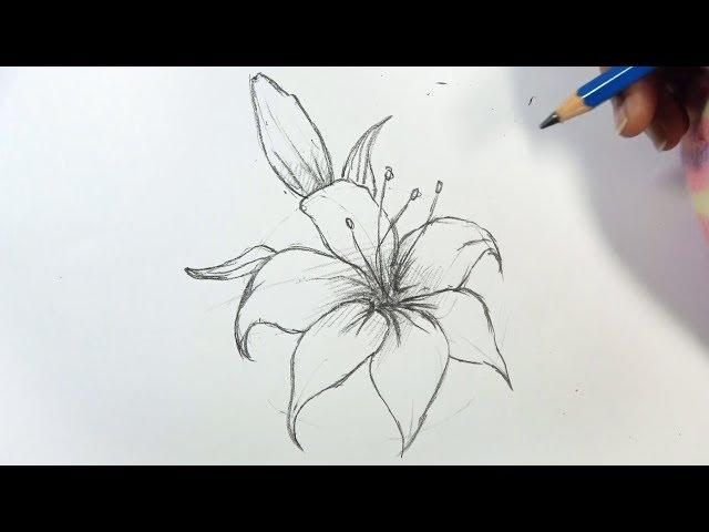 How to Draw a Lily Flower Step by Step | Hihi Pencil