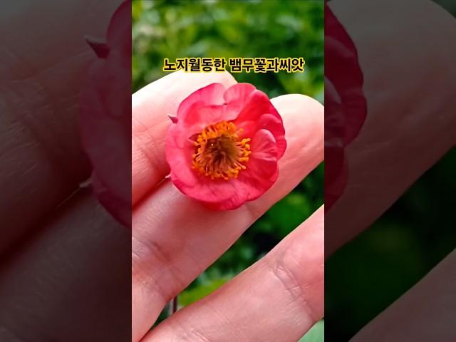 #김용빈 #뱀무 노지월동 씨앗번식 포기번식 키우기쉽다 초보자분들께 추천합니다