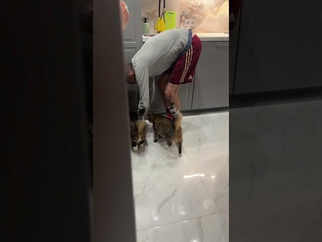 Это он говорил, что котов не любит