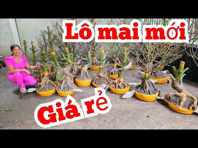 Thủy  0823700129 Mai Giảo Thủ Đức 19/9 Chợ Gạo miền tây tôi yêu ltk bonsai (@MaivàngQuêdừa)