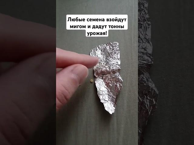 Любые семена взойдут мигом и дадут тонны урожая! #огород #дача #сад #лайфхак #рассада