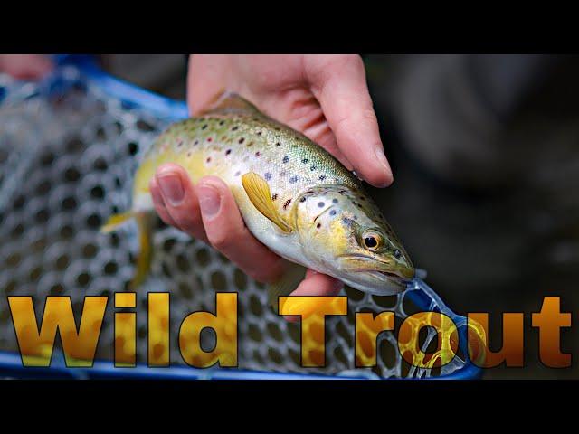 Fly Fishing for Wild Trout in North America (Episode 1)