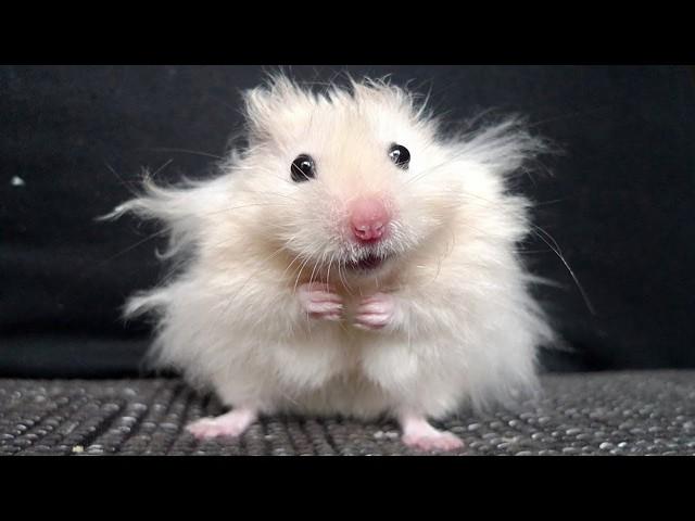 Funny Hamsters Videos | Funny and Cute Moment of the Animals #5