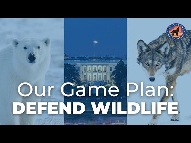 Our Game Plan: Defend Wildlife