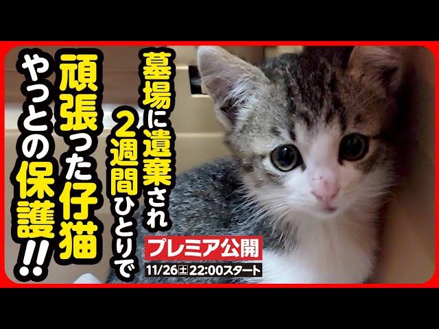 【子猫保護】去年と同じ墓場に、また捨て猫が...ひとりぼっちで逃げ回っていた子猫を保護しました