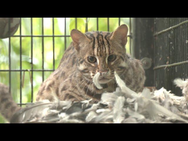 北市動物園與學界合作 野放小石虎前進行趨避訓練｜20230605 公視晚間新聞