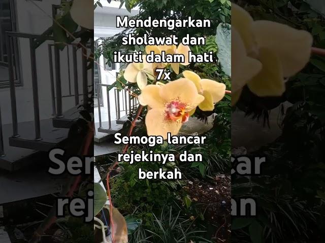 merdunya sholawat #sholawatjibrilpenarikrezeki #sholawatnabi #islam #doa#shorts #angrek #berkah