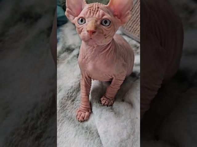 I'm not buying it * * * #nocoatkitty #sphynx #sphynxofinstagram #catmemesdaily #petmemes #kittygram