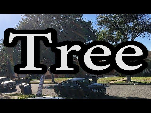 Tree - Wordy Wednesday - Kiriosity