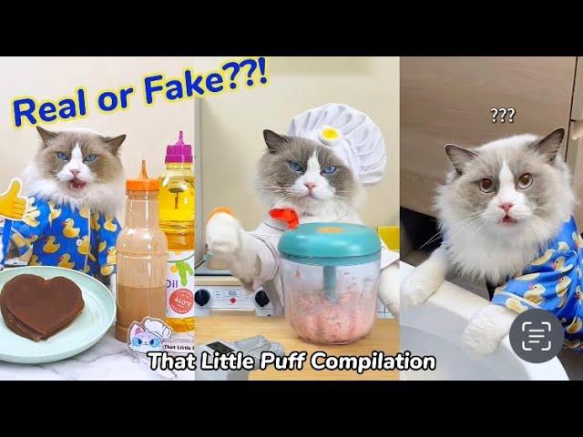 "Real or Fake" Compilation | That Little Puff