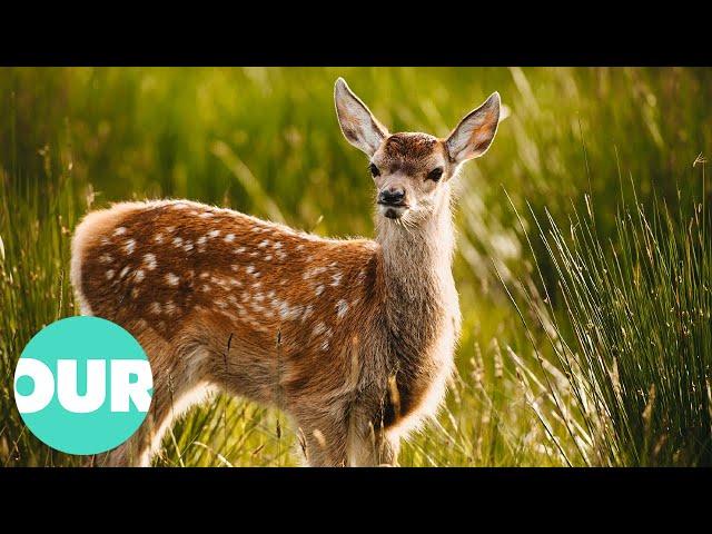 Summer | The Incredible Scottish Highlands Ep2  (4K Documentary) | Our World