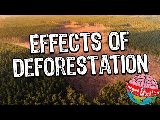 Rainforest Deforestation