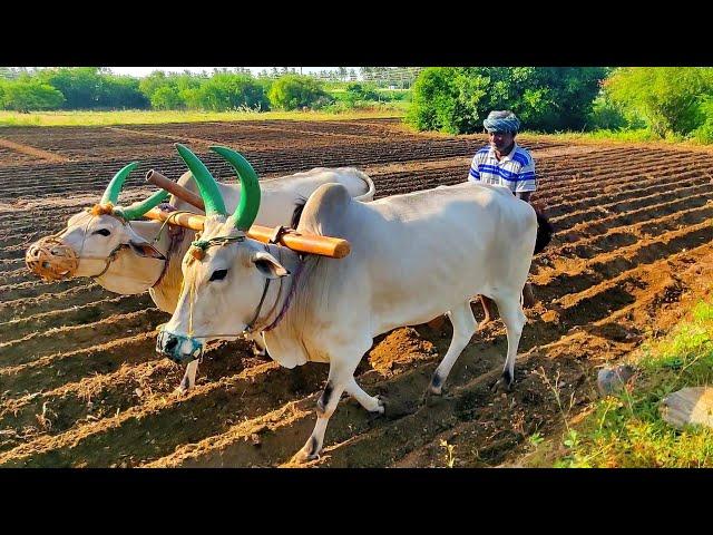 Antiquated method of plough by OX | Agriculture India