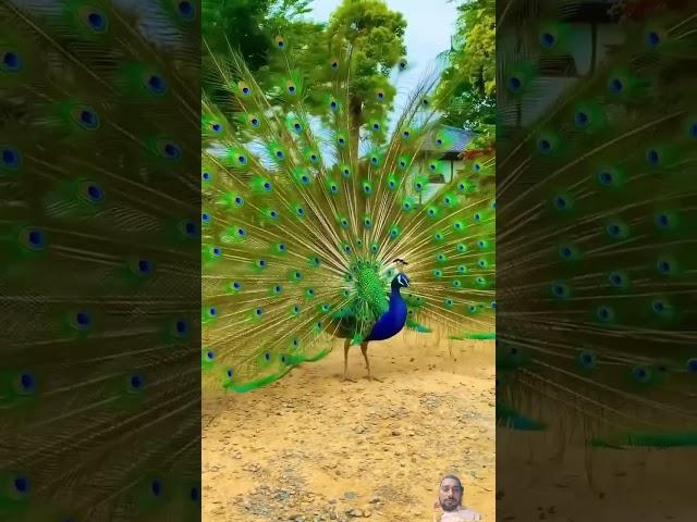 #Lovely #peacock