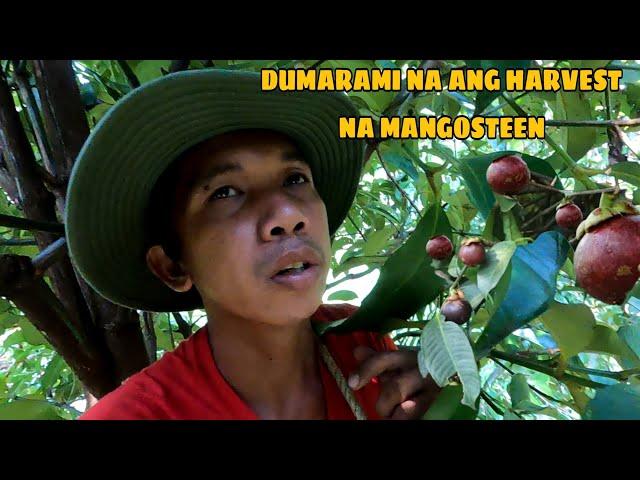 mangosteen harvest