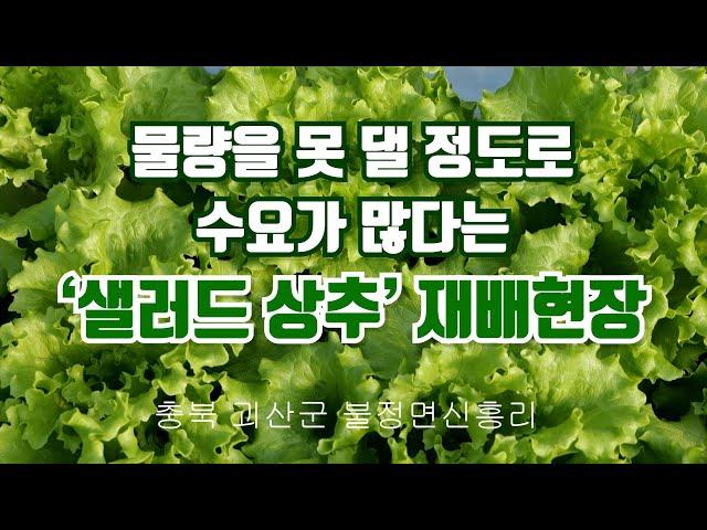 물량을 못 댈 정도로 수요가 많다는 ‘샐러드 상추’ 재배현장