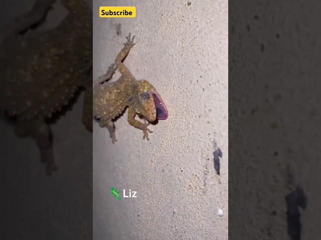 gecko sounds: cute, weird, and fascinating!  #shorts #sound #animalsounds #facts