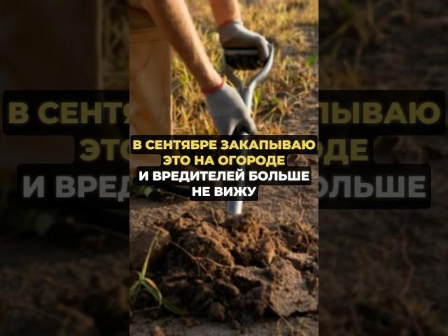 Закопайте это в сентябре и вредителей больше не будет #огород #сад #дача