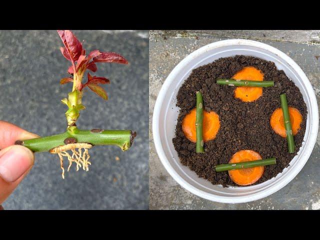 You will be surprised by how to propagate roses with carrots