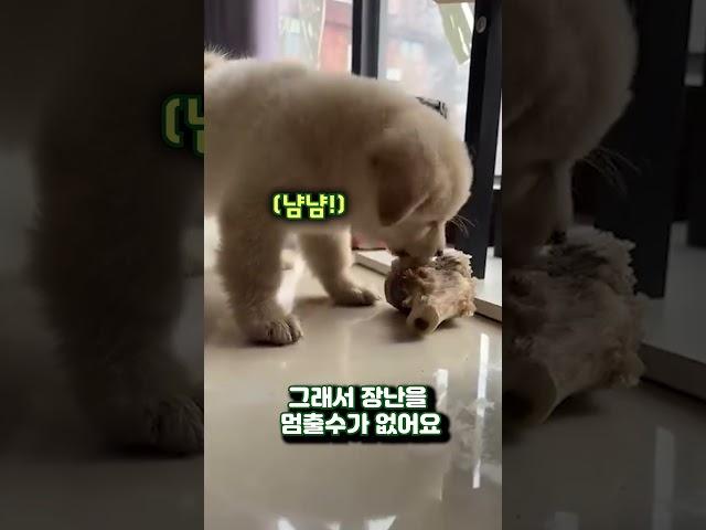 단 한번도 화낸 적 없던 댕댕이가 버럭한 이유 The reason why a dog with a good personality is angry