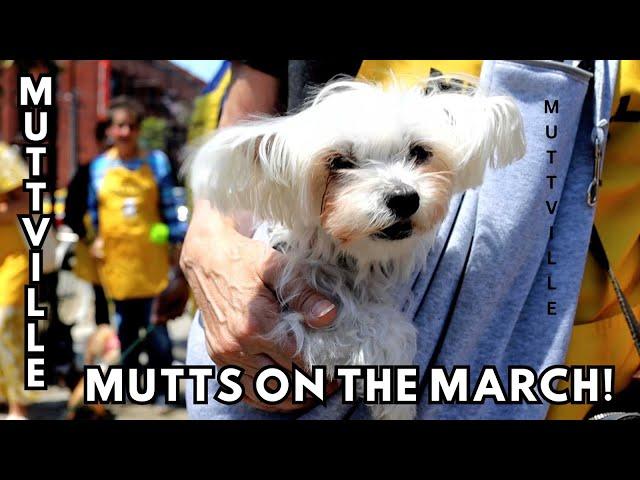 The mutts are on the march! Muttville's moving to our forever home in San Francisco!