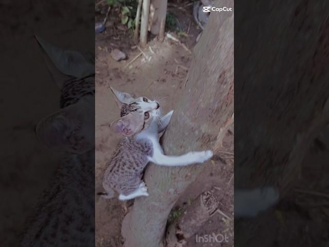 cat climbing on tree #shortvideo shorts#catmusic #shortsviral #trendingshorts #arijitsingh #cute