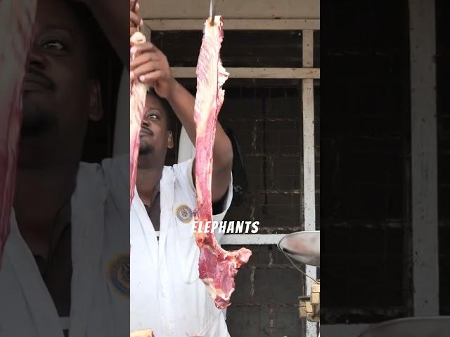 Zimbabwe's Bold Move: Culling Elephants#wildlife #nature