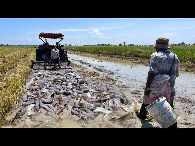 How to Fish During the Harvest Rice Season