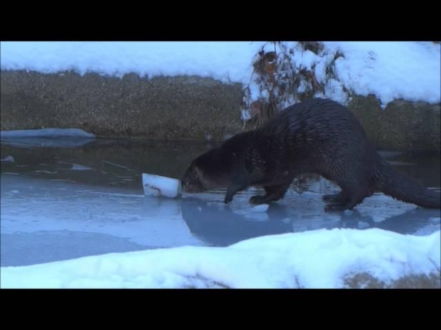 Otter at Play