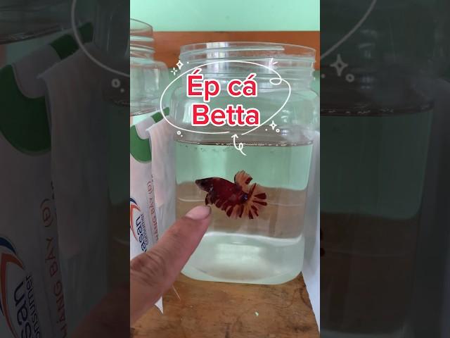 Ép cặp cá Betta nemo #bettafish #betta #pets #aquarium
