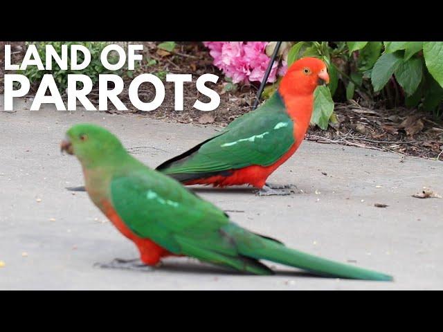 AUSTRALIA: LAND OF PARROTS! - Wildlife Wednesday #40 | Pete Ockleshaw