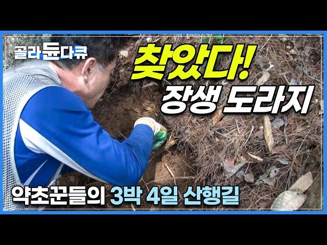 도라지 찾아 3박 4일 비박하며 산 올라탄 결과.. “대물이다!” | 부르는 게 값이 되는 귀한 약초 ‘장생 도라지’를 찾았다! | 야생 도라지 채취 | 극한직업  | #골라듄다큐