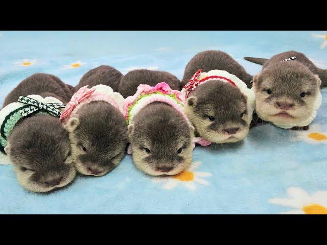 40Days, Baby Otters Have Been Named!