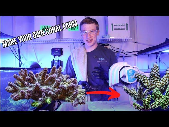 How to Frag Corals