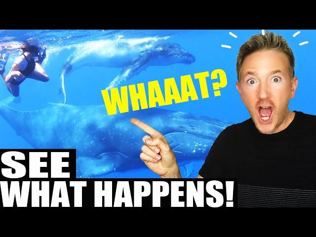 Would you SWIM with WHALES?? (Travel to Dominican Republic)