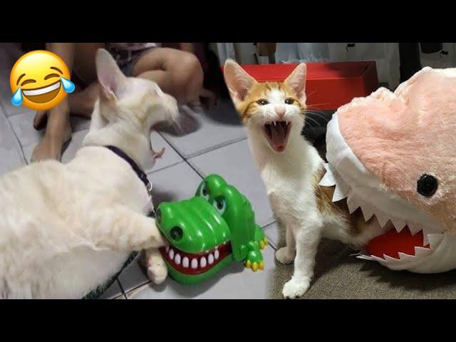 Funniest Cats VideosFunny Moments Cats And Dogs