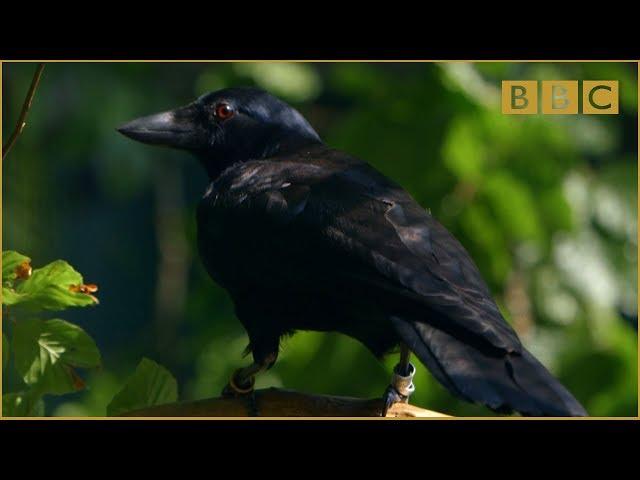 Are crows the ultimate problem solvers? - Inside the Animal Mind: Episode 2 - BBC