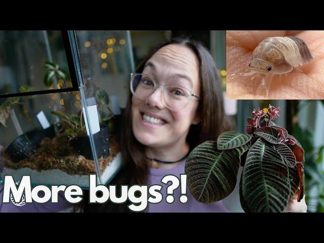 Terrarium plants and king panda isopods | Plant with Roos