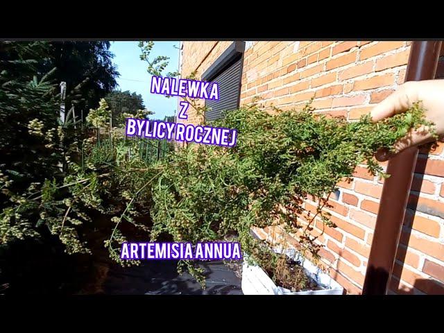 Nalewka z bylicy rocznej. Artemisia annua.  Nalewka zdrowotna.