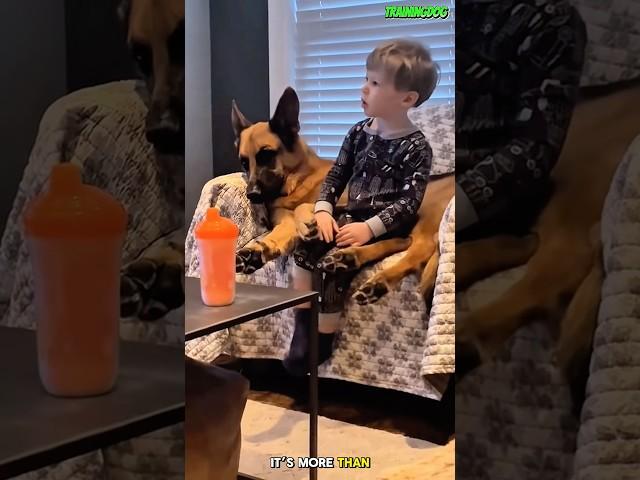 ️ Warm Handholds of Friendship #k9 #germanshepherd #dogtraining #pets #belgianmalinois #dog